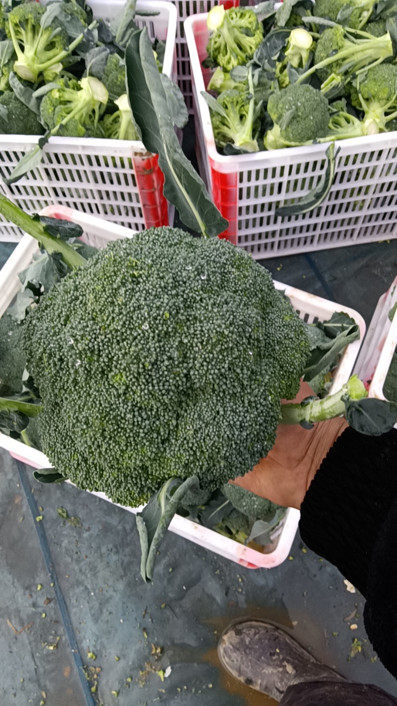精品西兰花大量上市望新老客户来电洽谈