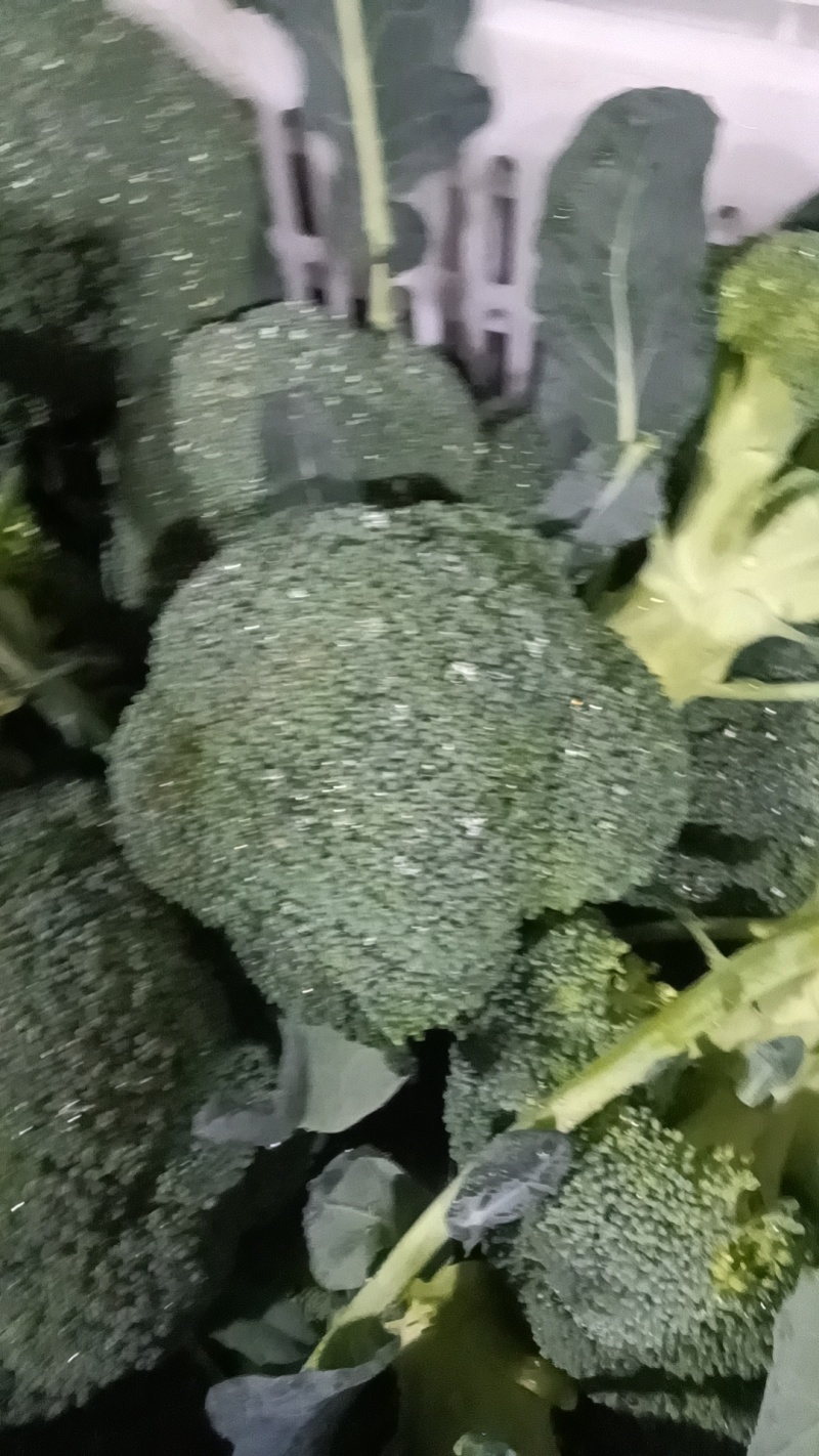 精品西兰花大量上市望新老客户来电洽谈
