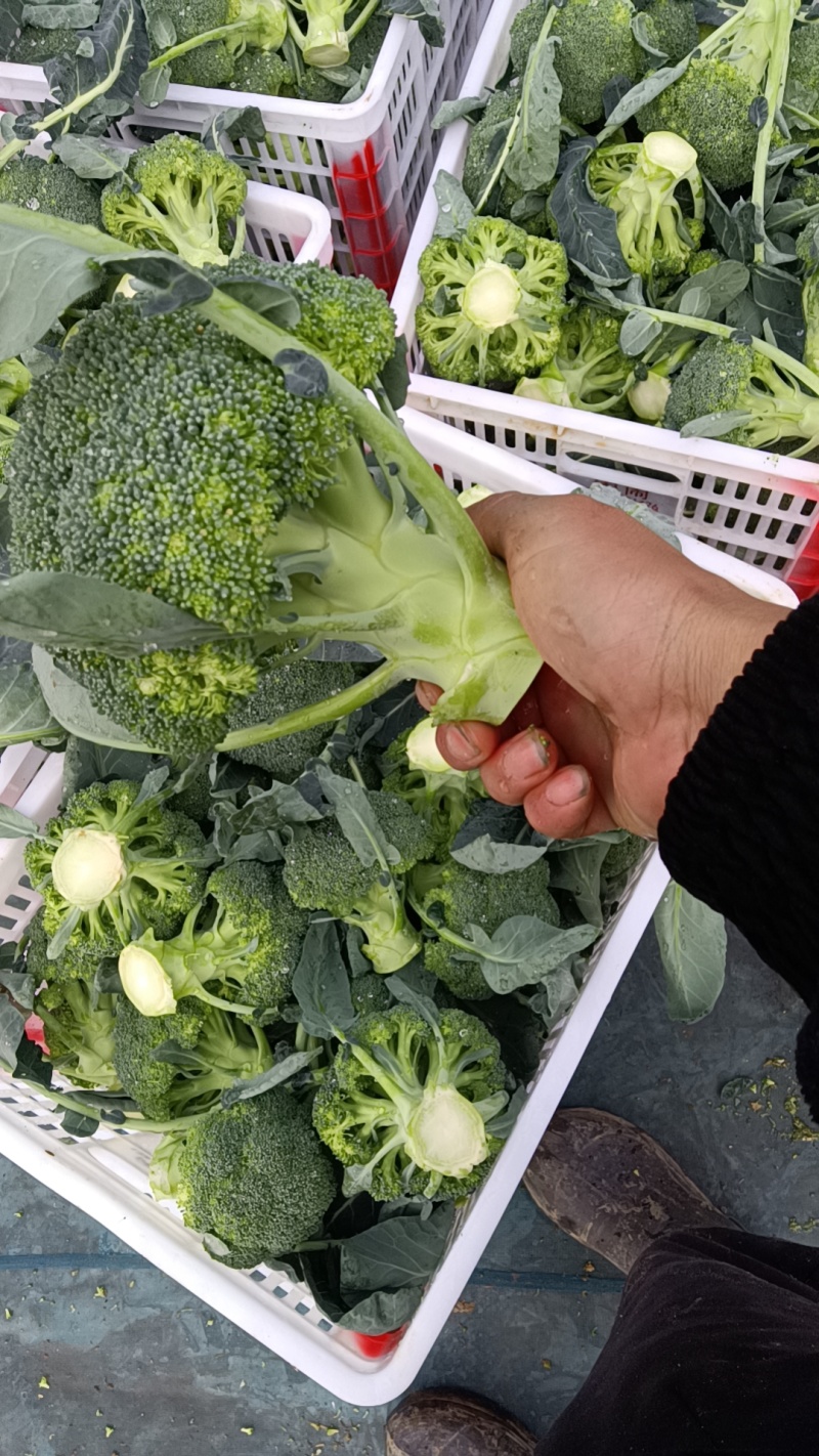 精品西兰花大量上市望新老客户来电洽谈