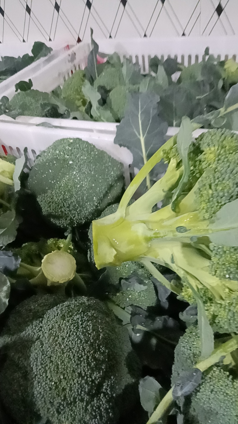精品西兰花大量上市望新老客户来电洽谈