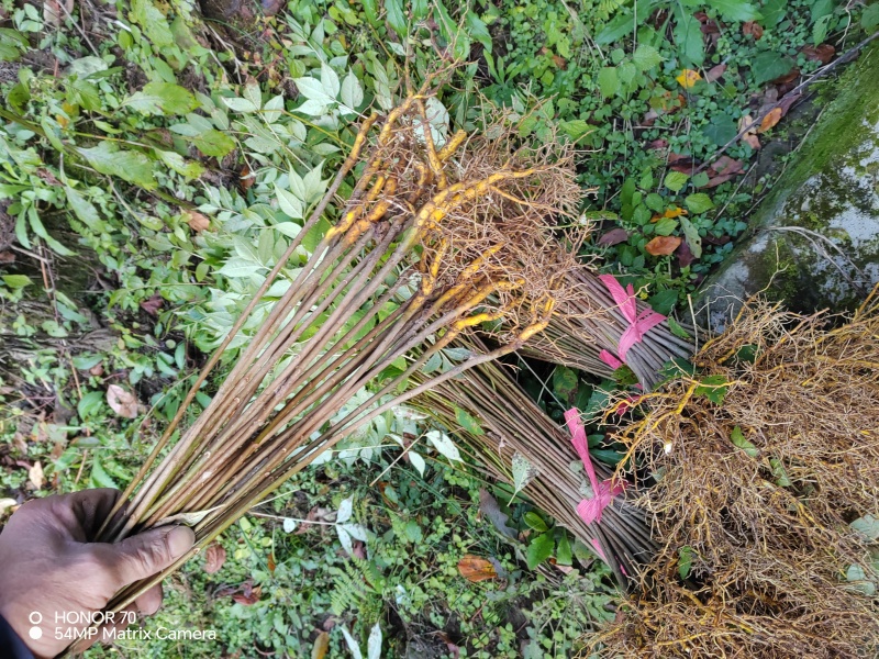 大圆厚皮黄柏苗货源充足基地直发量大从优欢迎老板来电咨询