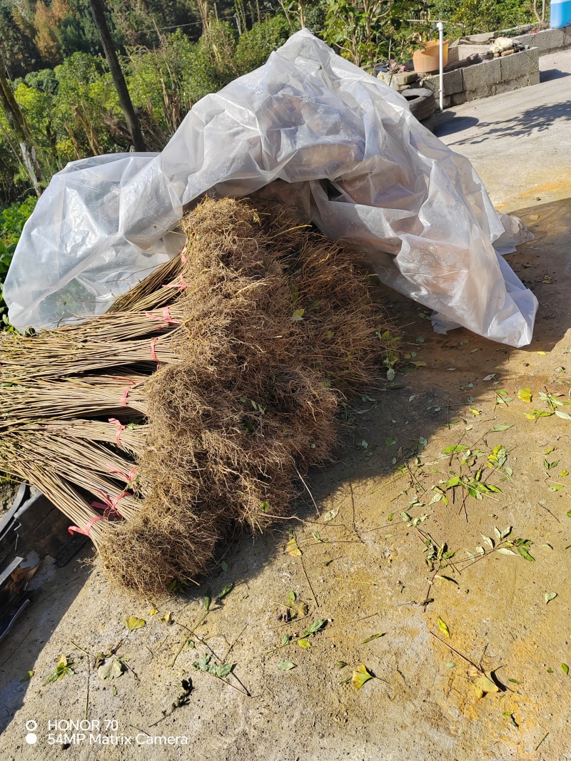 大圆厚皮黄柏苗货源充足基地直发量大从优欢迎老板来电咨询