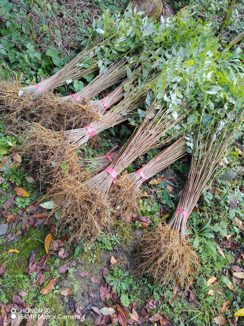 大圆厚皮黄柏苗货源充足基地直发量大从优欢迎老板来电咨询