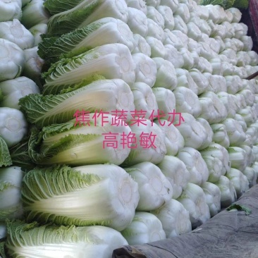 河南焦作新北京三号大白菜单颗4-6斤基地直供货源充