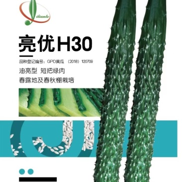 黄瓜种子亮优H30油亮早春秋延冷棚天津亿联特品牌