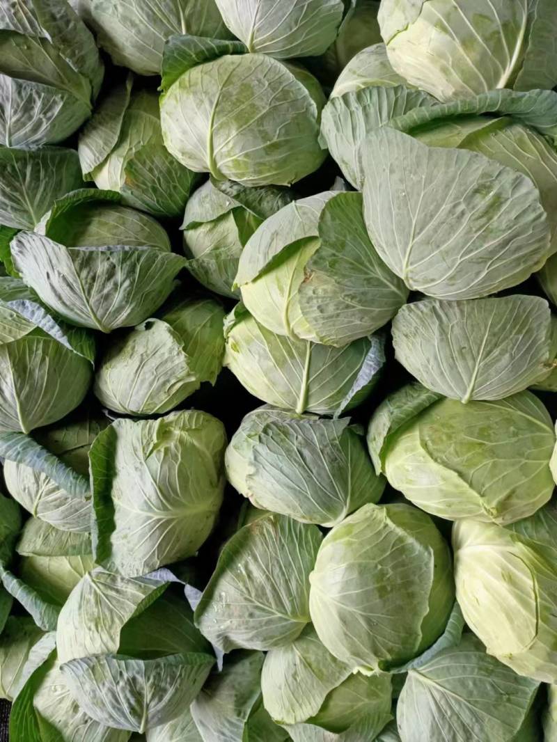 【畅销】21年头茬包菜新鲜卷心菜圆洋白菜包心菜绿甘蓝沙拉