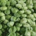 【畅销】21年头茬包菜新鲜卷心菜圆洋白菜包心菜绿甘蓝沙拉