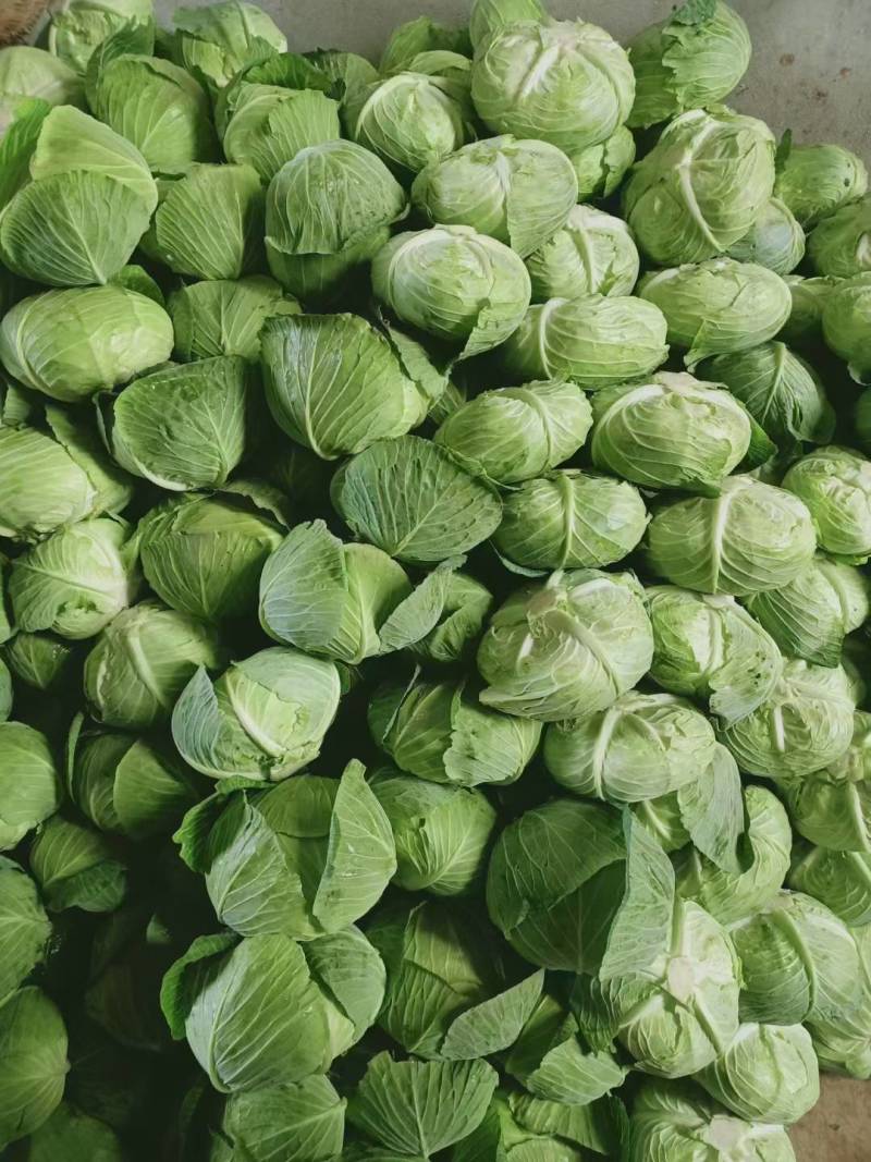 【畅销】21年头茬包菜新鲜卷心菜圆洋白菜包心菜绿甘蓝沙拉