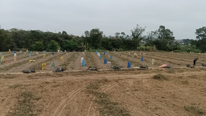 西瓜红红薯广东西瓜红红薯大量有货产地直供品质有保证