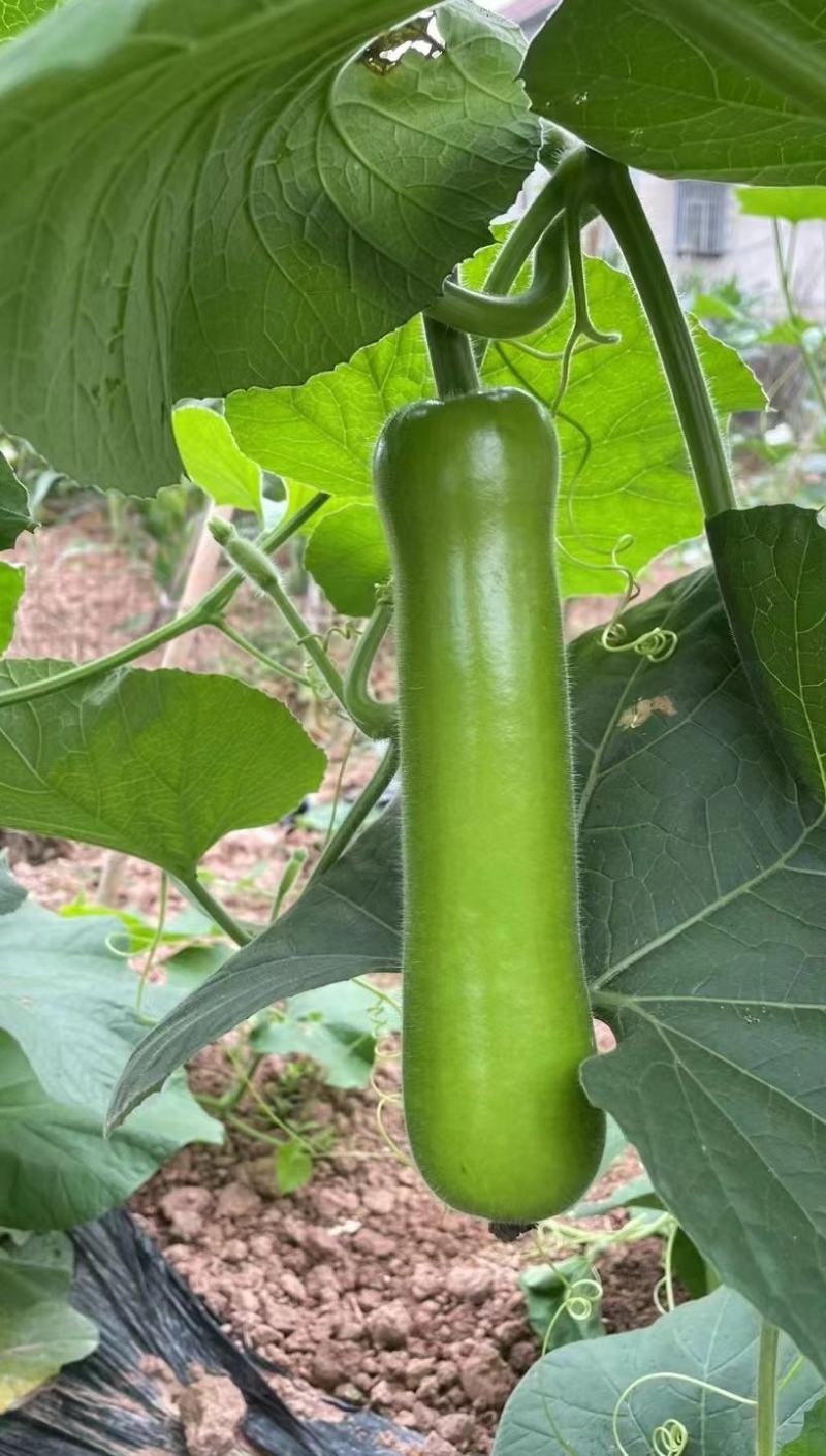 油亮型短棒瓠瓜种子福满架早熟顺直品质优良