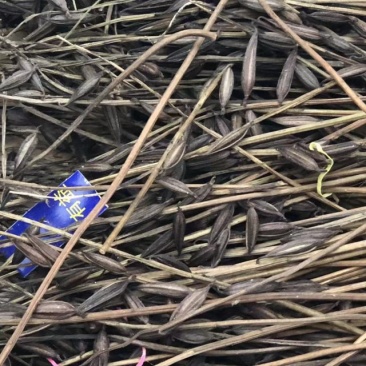 毛慈菇果夹