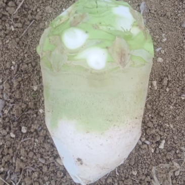 龙须大头菜，荷包大头菜支持视频看货，可发往全国市场！