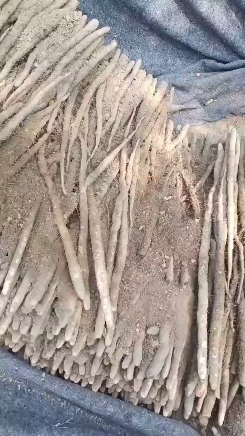 大量有货