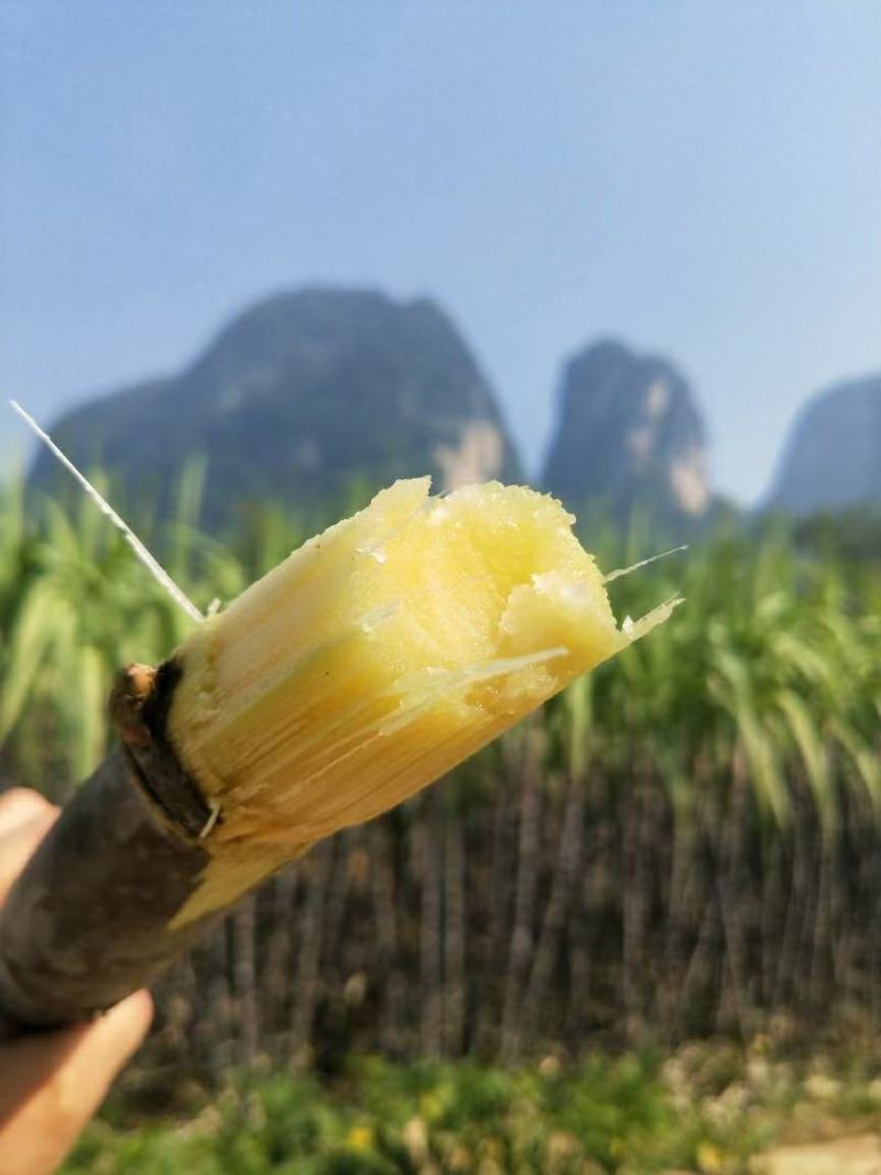 正宗广西黑皮甘蔗，自家甘蔗基地60亩量大价格优惠欢迎来电