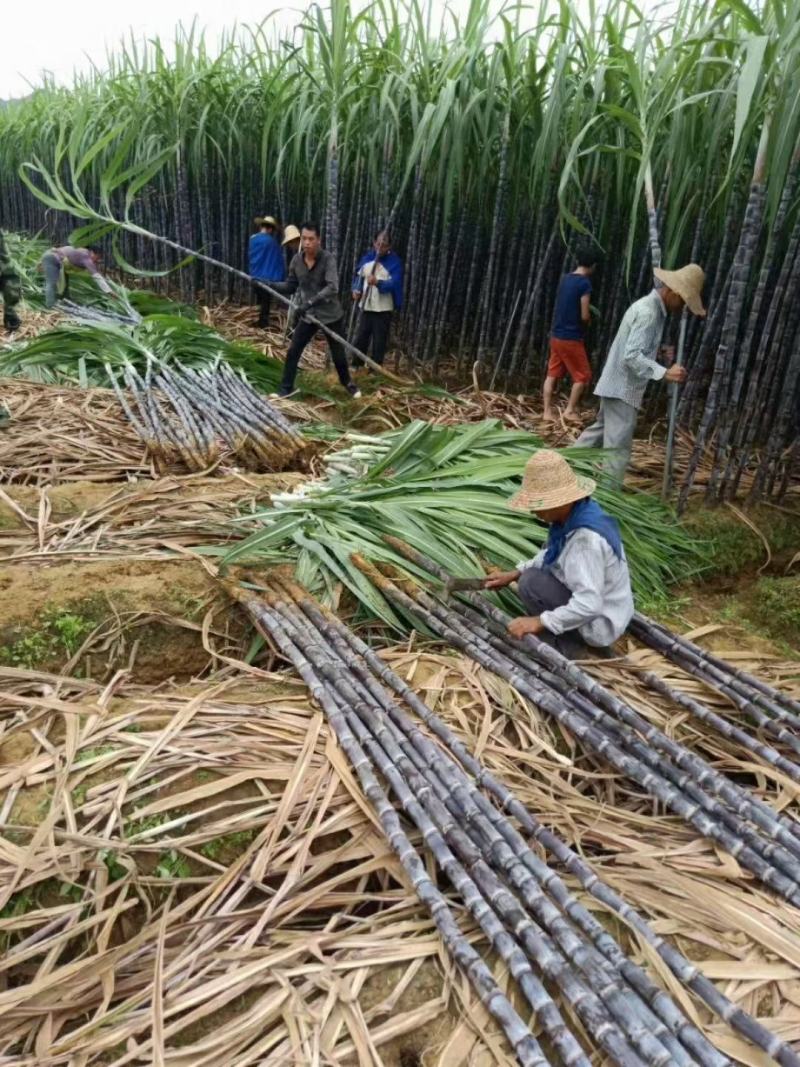 正宗广西黑皮甘蔗，自家甘蔗基地60亩量大价格优惠欢迎来电