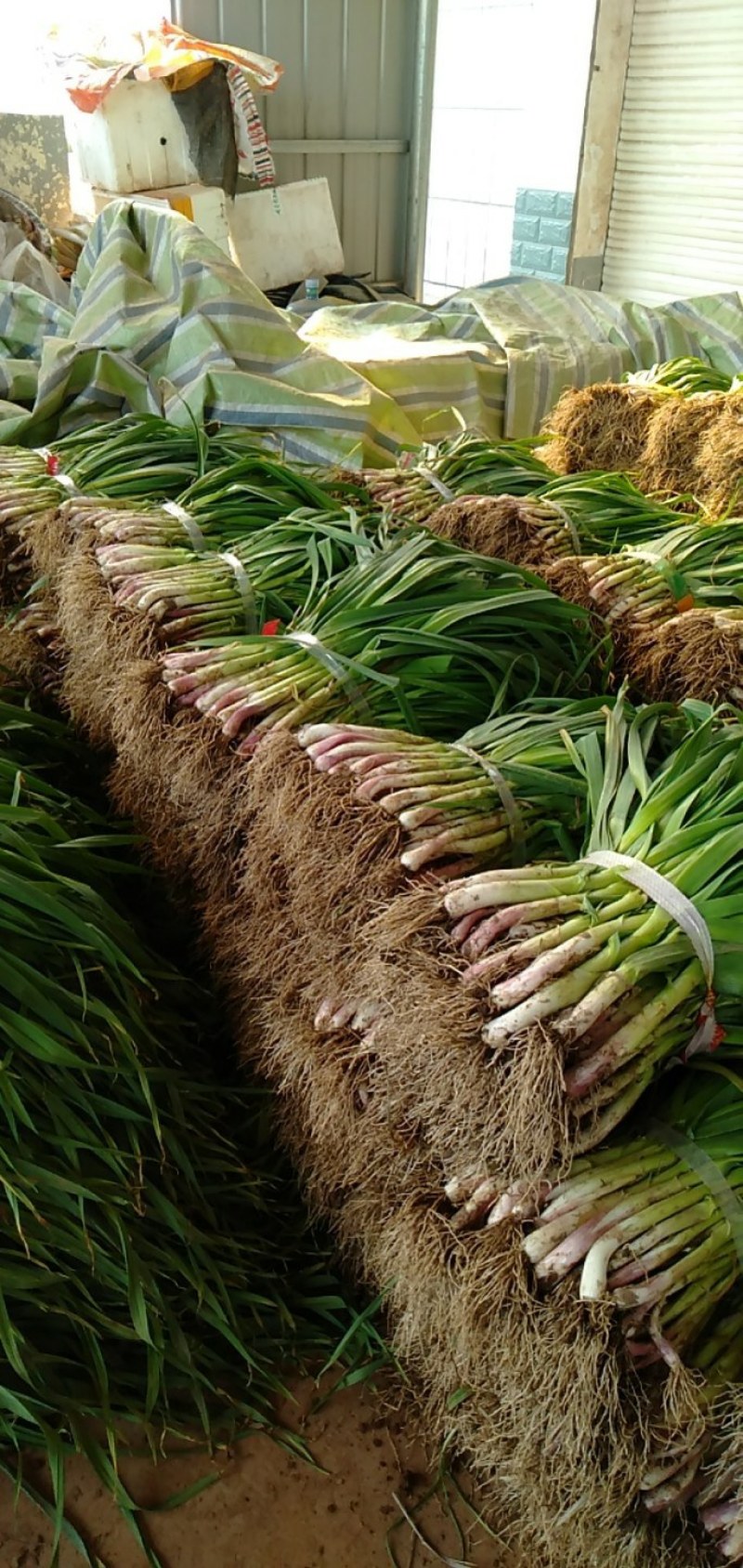 基地直发蒜苗