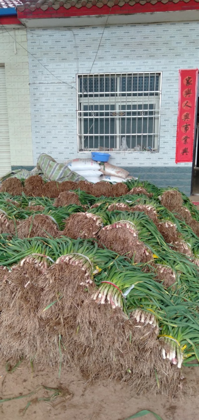 基地直发蒜苗
