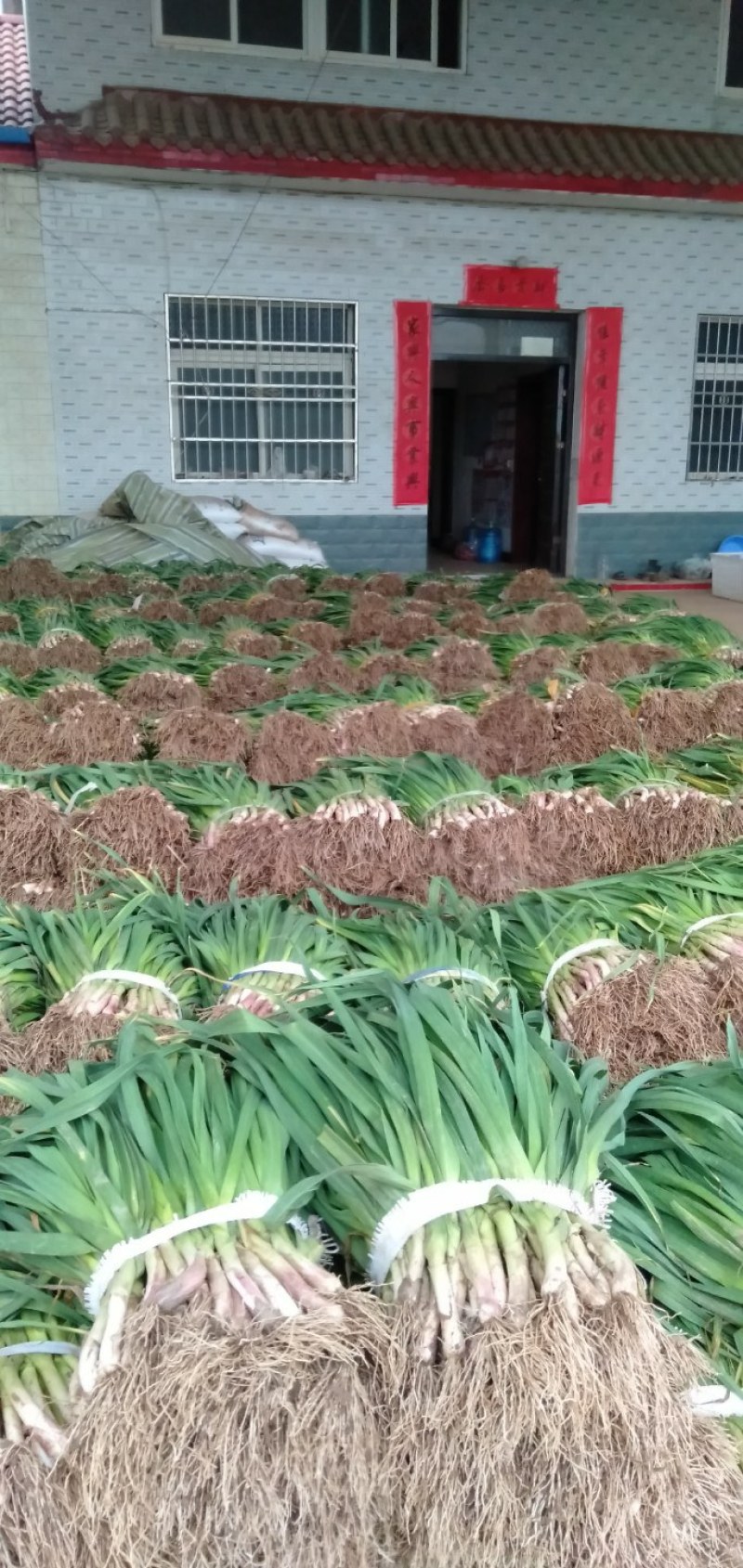 基地直发蒜苗