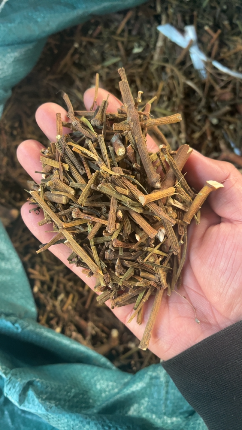 寄生云南野生寄生云南特产产地一手货源