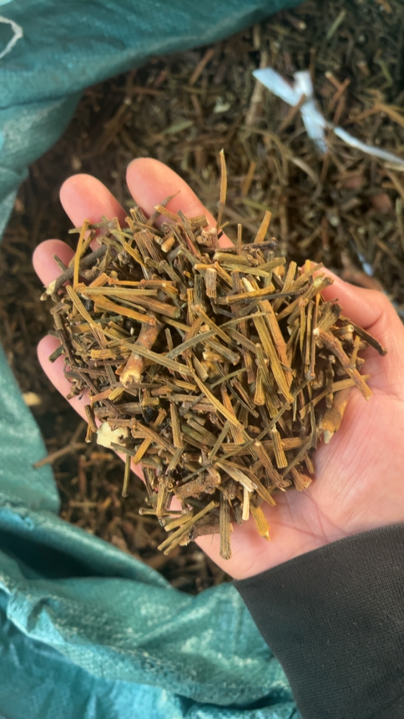 寄生云南野生寄生云南特产产地一手货源