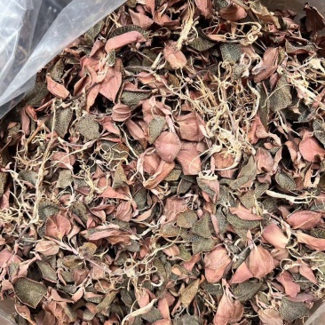 金线莲