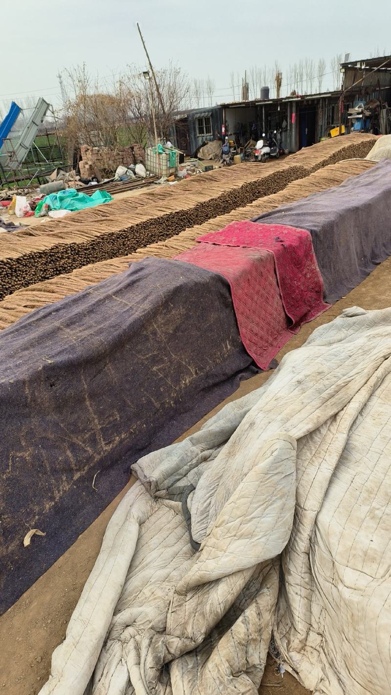 铁棍山药