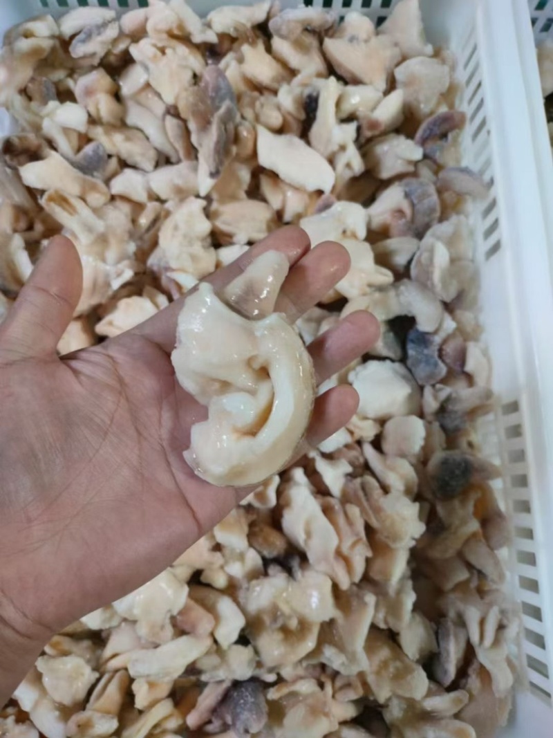 三去盐柔小蚌仔刺身料理凉拌涮锅食材北极蚌蚌仔唇边
