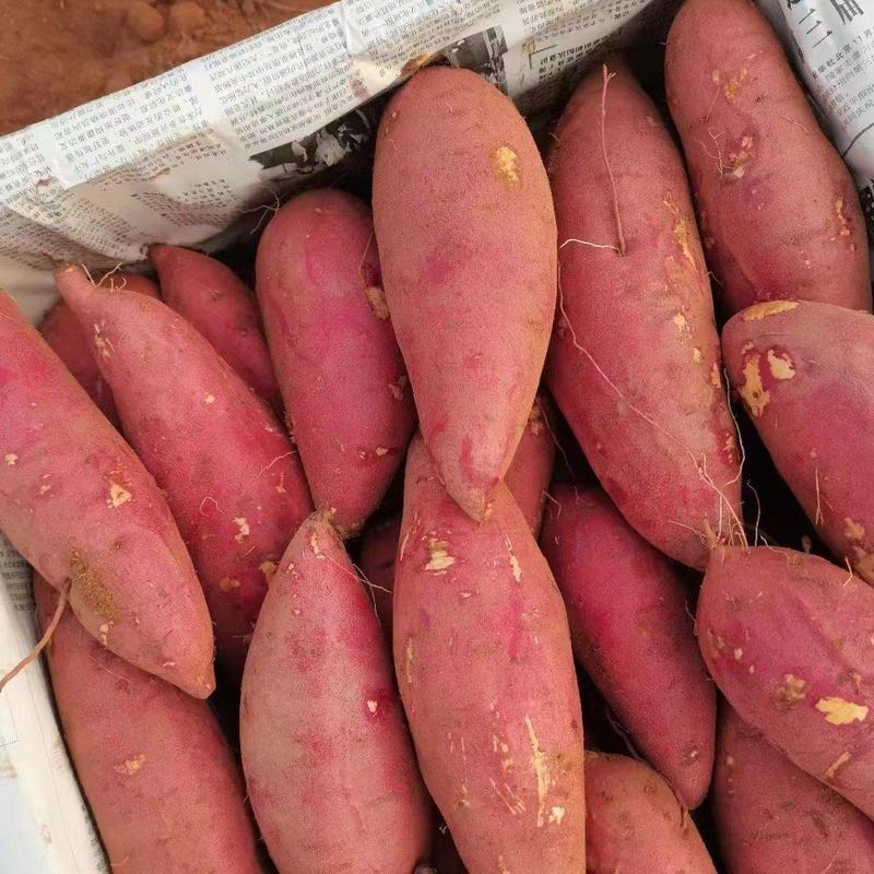 广东西瓜红红薯大量上市产地直供一手货源对接电商团购