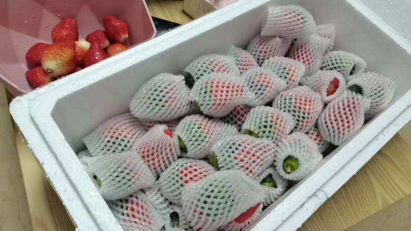 【红颜草莓】大凉山德昌露地草莓，基地现货，自然成熟电联