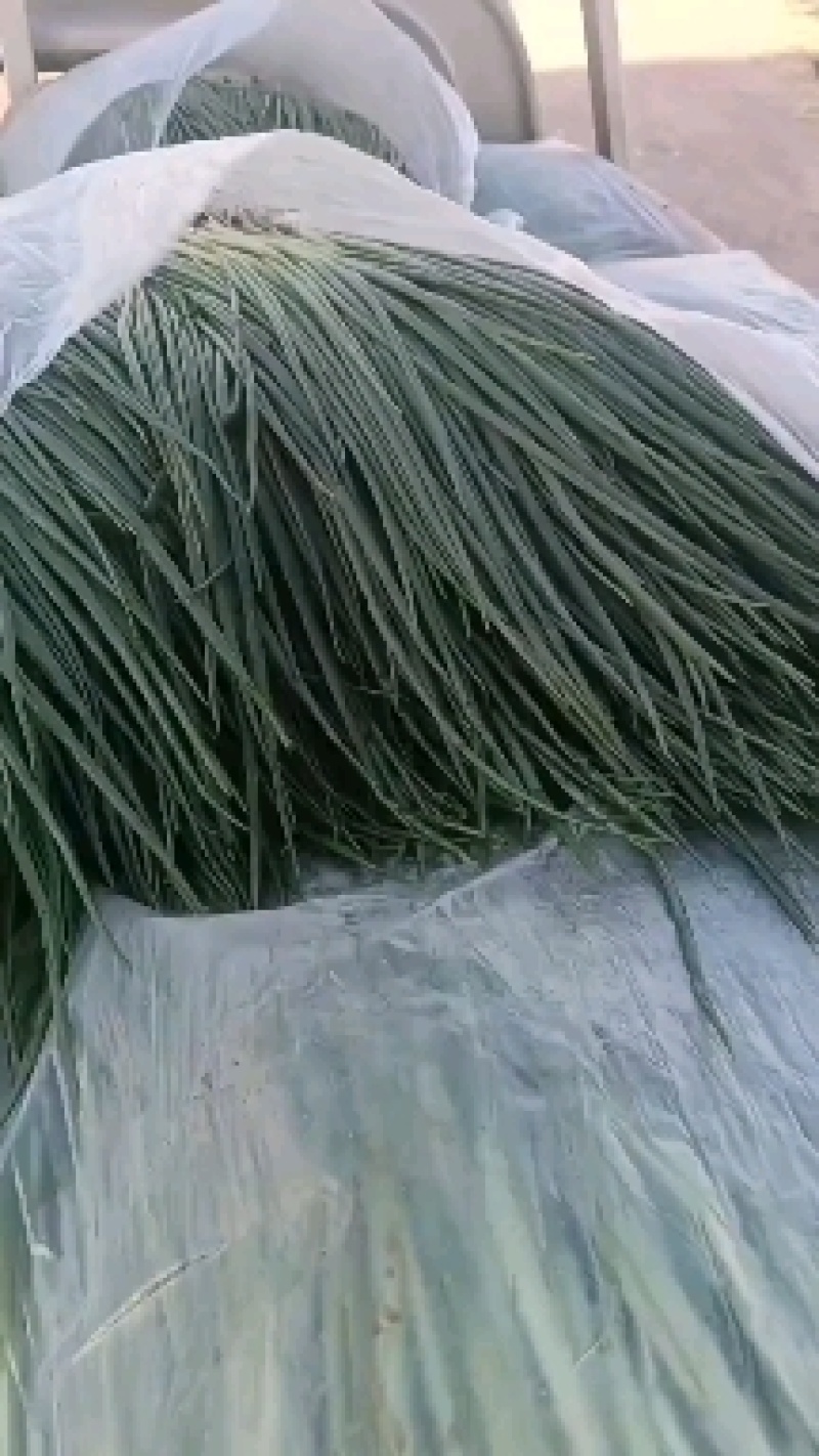 本人常年供应小葱，现在供应精品云南小香葱，不断货