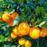 【HOT】奉节脐橙二级果，电商果，高次果，一级果，货源足