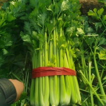 河南夏邑西芹-产地直发-品质保证-品质好价格优