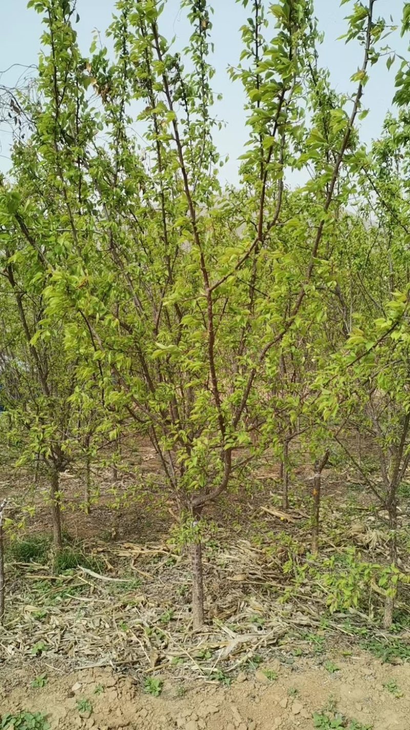 【荐】河北杏树5-25公分，质优价廉，各种规格欢迎老板选购~
