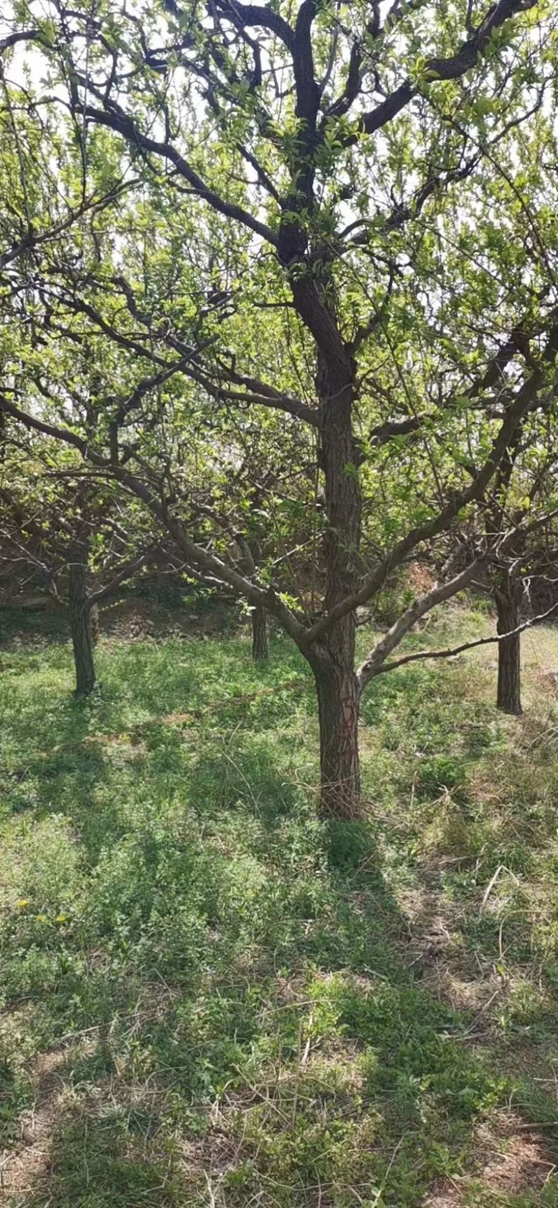 【荐】河北杏树5-25公分，质优价廉，各种规格欢迎老板选购~