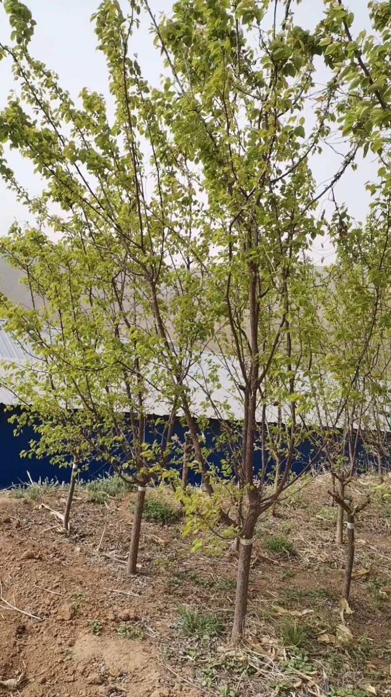【荐】河北杏树5-25公分，质优价廉，各种规格欢迎老板选购~