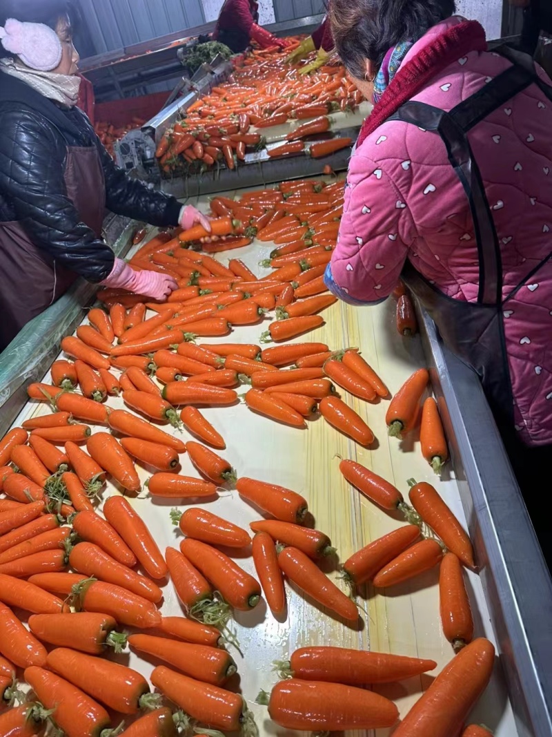 【实力】三红胡萝卜，河南水洗胡萝卜，规格齐全大量供应
