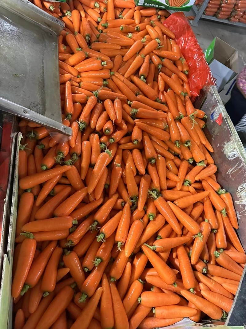 【实力】三红胡萝卜，河南水洗胡萝卜，规格齐全大量供应
