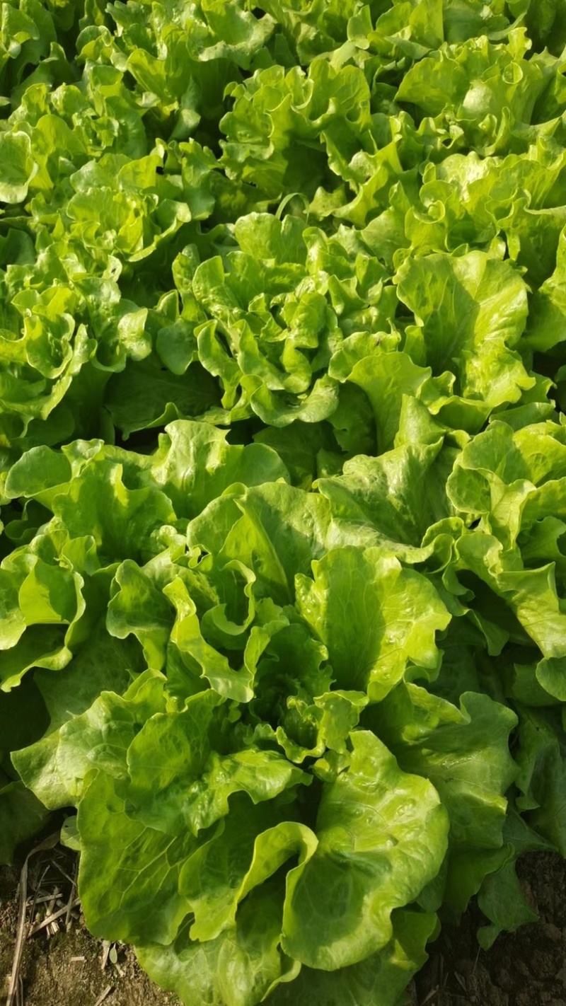 【推荐】意大利生菜产地直供品质保证欢迎来电咨询