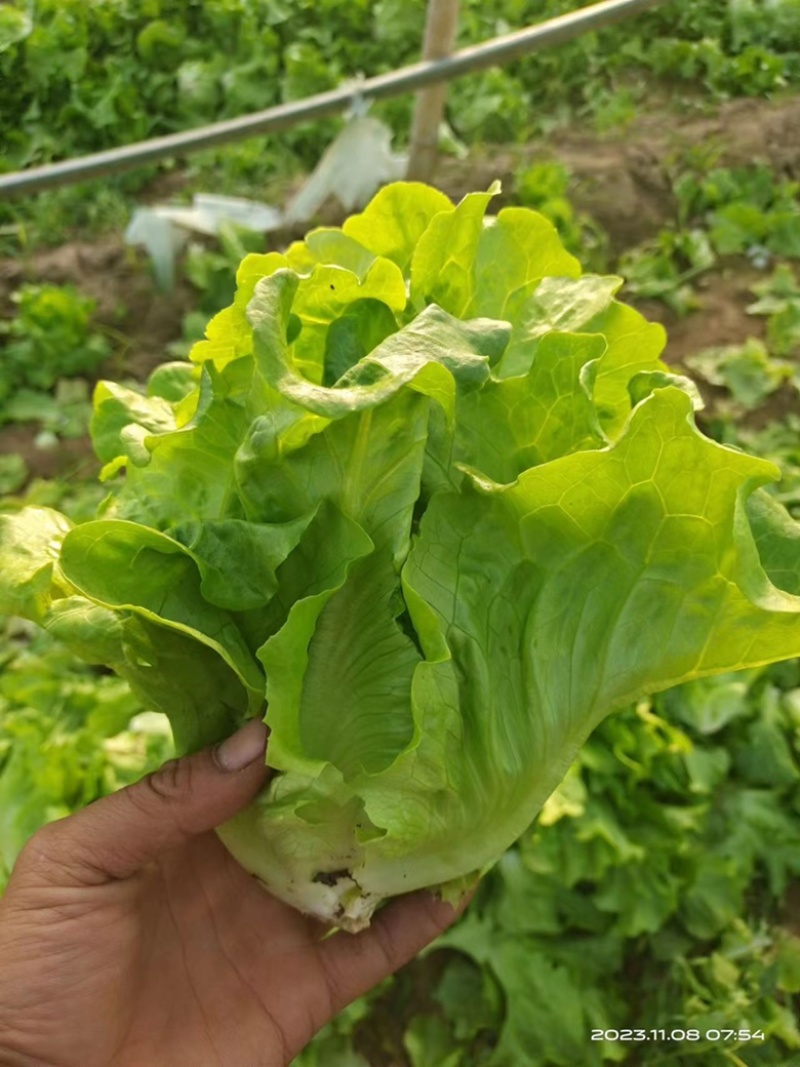 【推荐】意大利生菜产地直供品质保证欢迎来电咨询