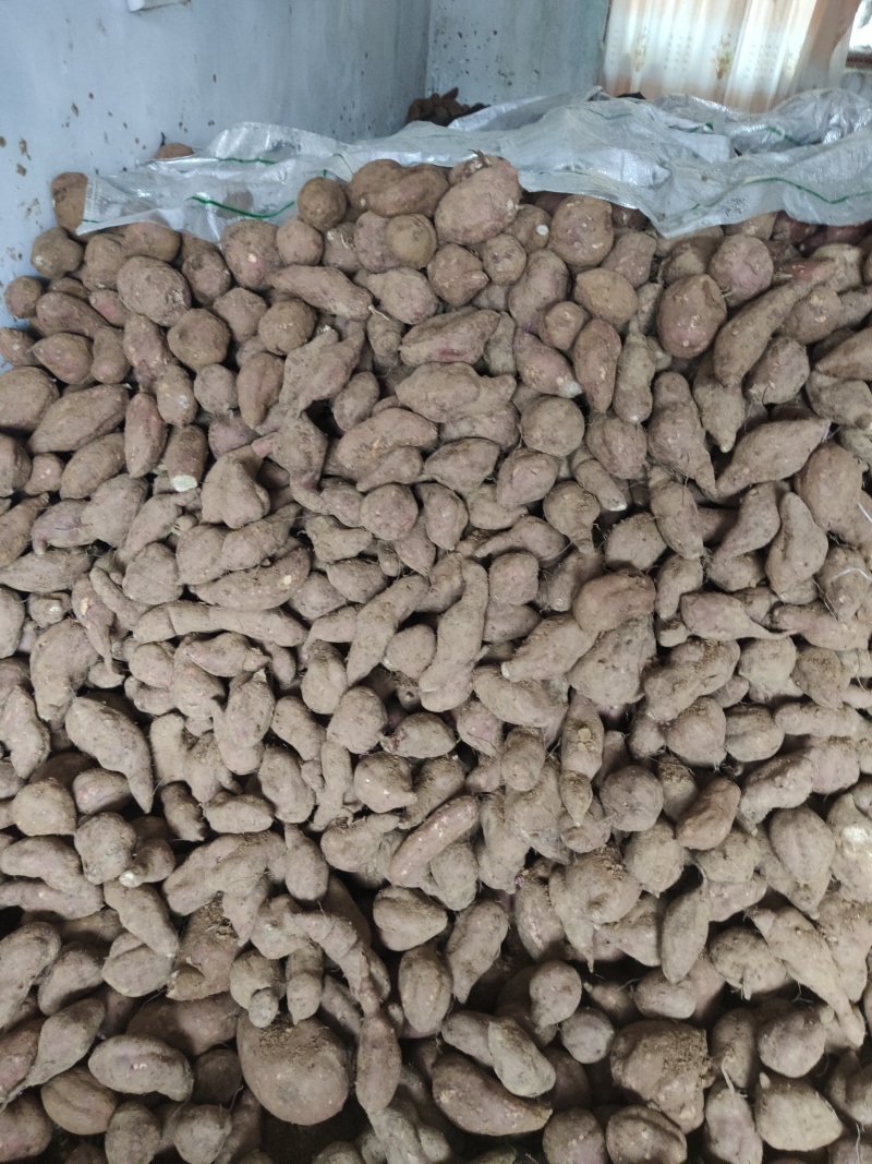苏八红薯3两以上红心