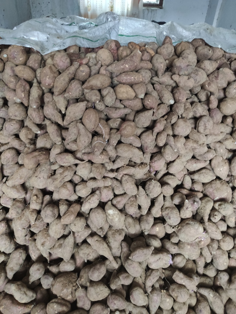 苏八红薯3两以上红心
