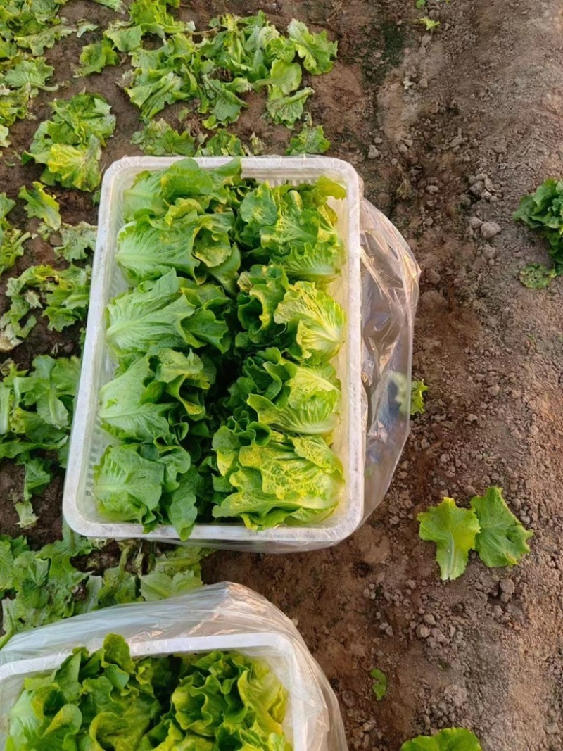 【推荐】意大利生菜产地直供品质保证欢迎来电咨询