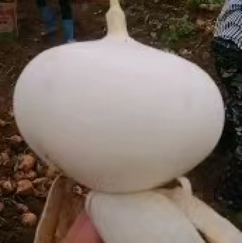 雷州新苗货