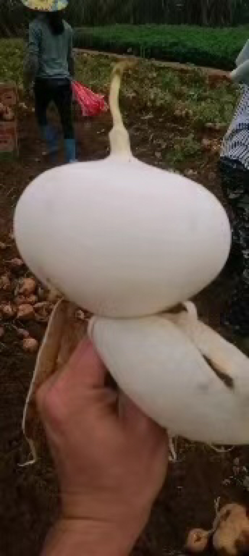 雷州新苗货