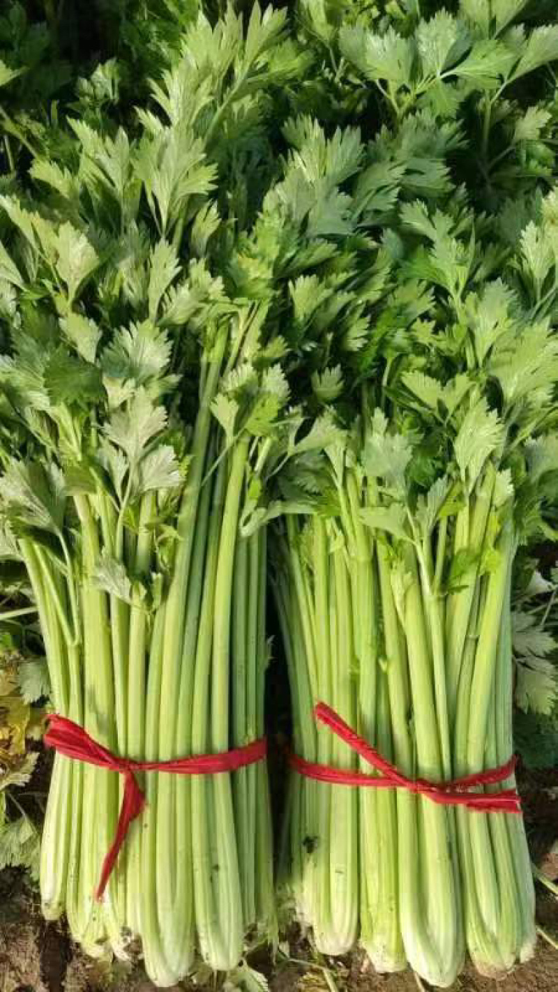 精品芹菜新鲜现发量大从优欢迎来电