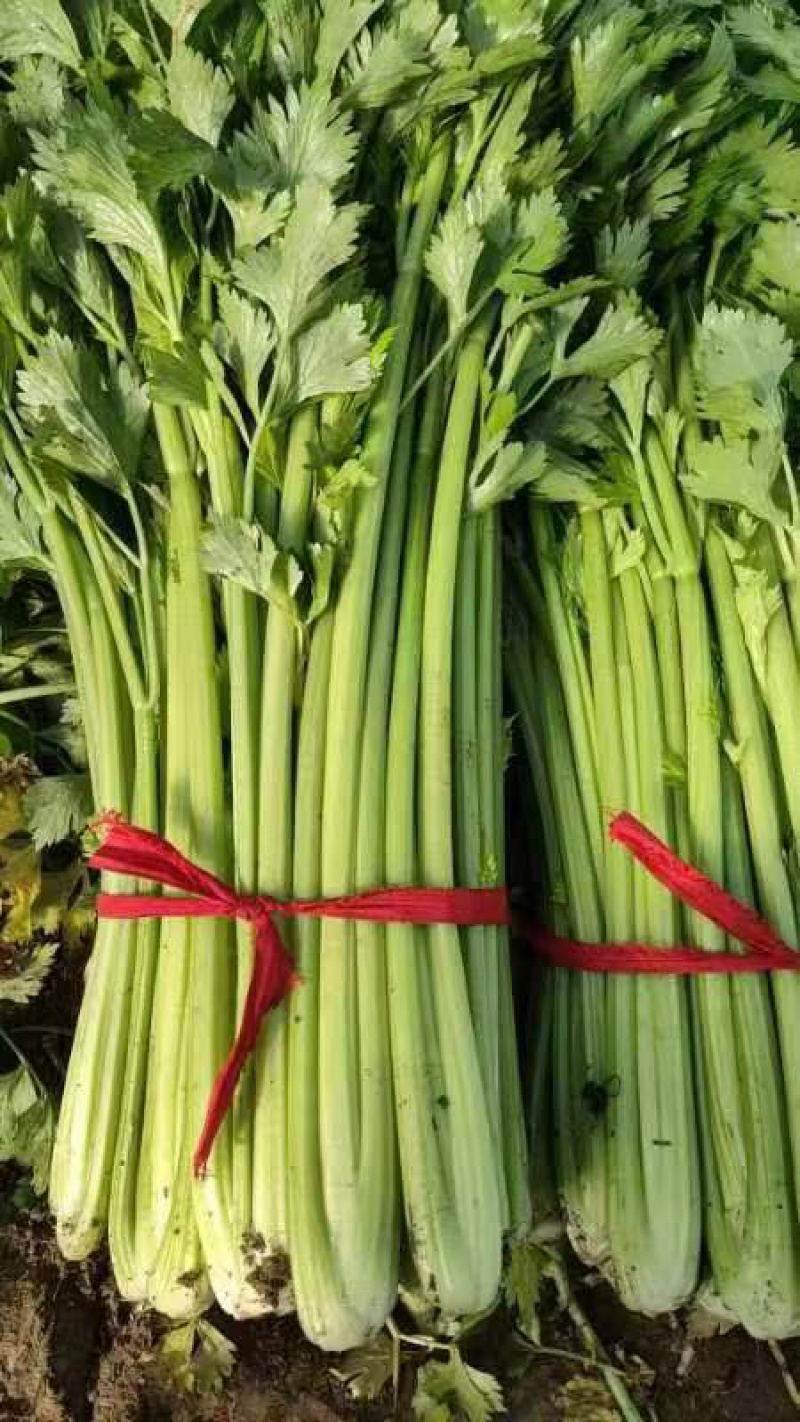 精品芹菜新鲜现发量大从优欢迎来电