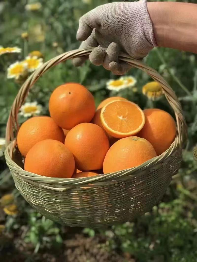 脐橙秭归脐橙普脐大量出货现摘现发口感甜量大从优