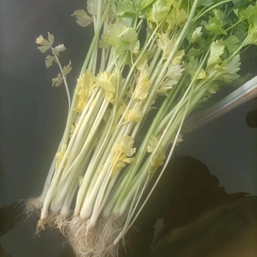 本地芹菜