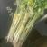 本地芹菜