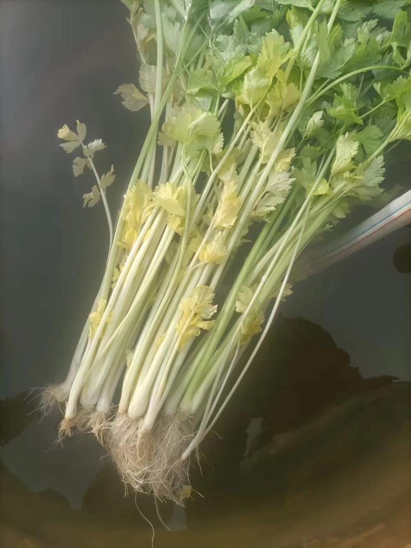 本地芹菜